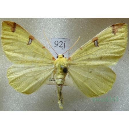 Opisthograptis luteolata (Linnaeus, 1758) male Mokosz cierniowiak Czech92j